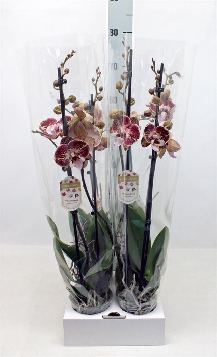 <h4>Phalaenopsis   ...</h4>