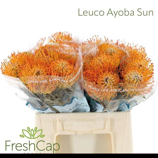 <h4>LEUCO AYOBA SUN</h4>