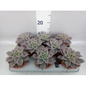 Echeveria   ...