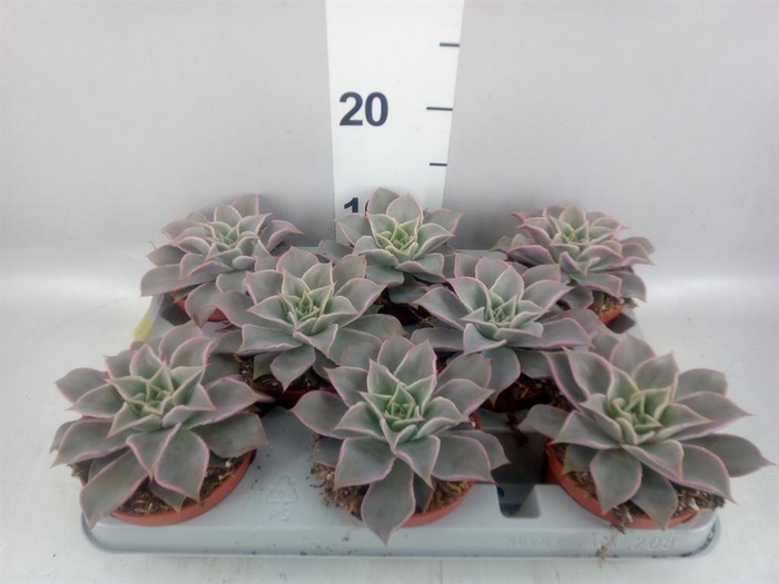 <h4>Echeveria   ...</h4>