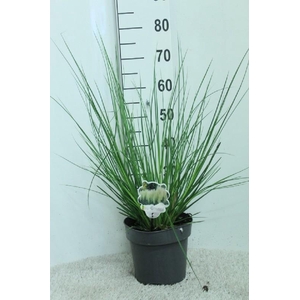 Cortaderia overig Minipampas Hard Groen