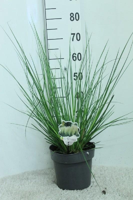 <h4>Cortaderia overig Minipampas Hard Groen</h4>