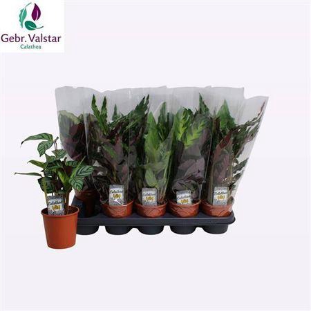 <h4>Calat Gem 4 Srt</h4>