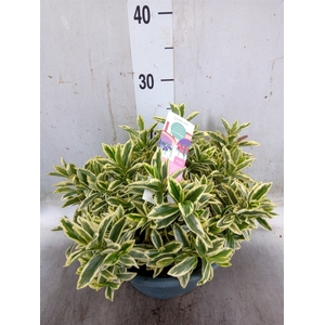 Hebe  'Hebepetita White'