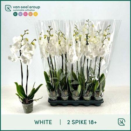 <h4>PHAL WHITE 2 TAK</h4>