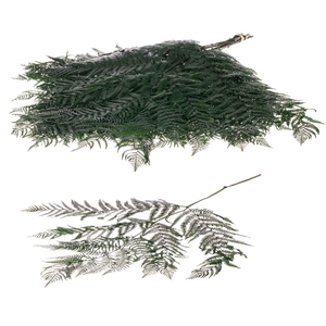 Bracken Fern Preserved 10pc Moss Green