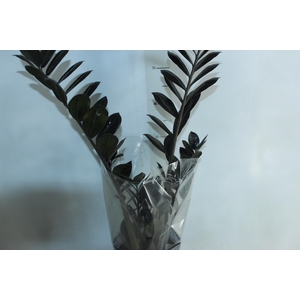 ZAMIOCULCAS BLACK DOWON P18