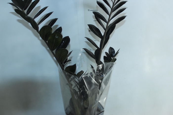 <h4>ZAMIOCULCAS BLACK DOWON P18</h4>