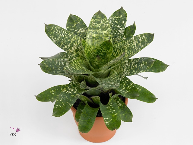 Vriesea gigantea 'Nova'