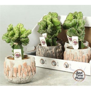 Euphor Gem Deco Ceramic