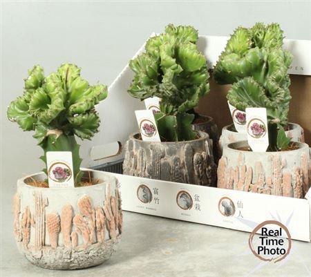 <h4>Euphor Gem Deco Ceramic</h4>