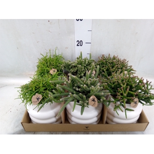 Rhipsalis   ...mix