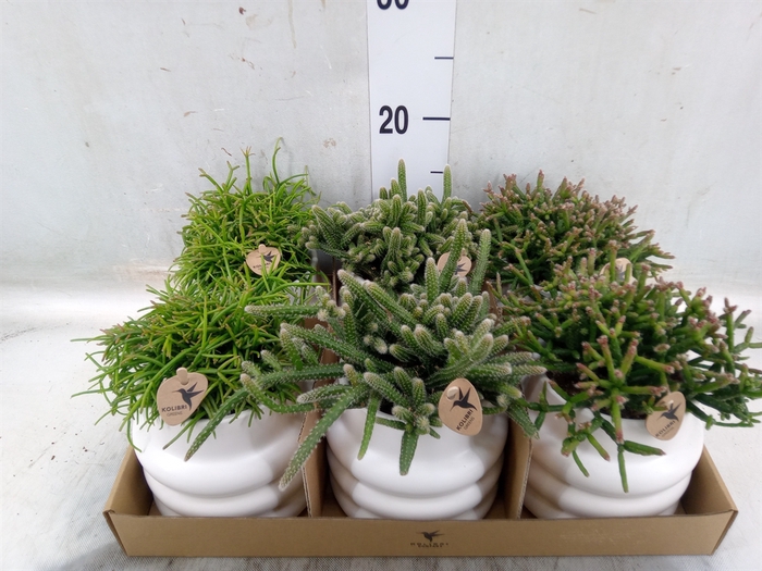 <h4>Rhipsalis   ...mix</h4>