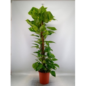 Epipremnum pinn.   ...moss stick