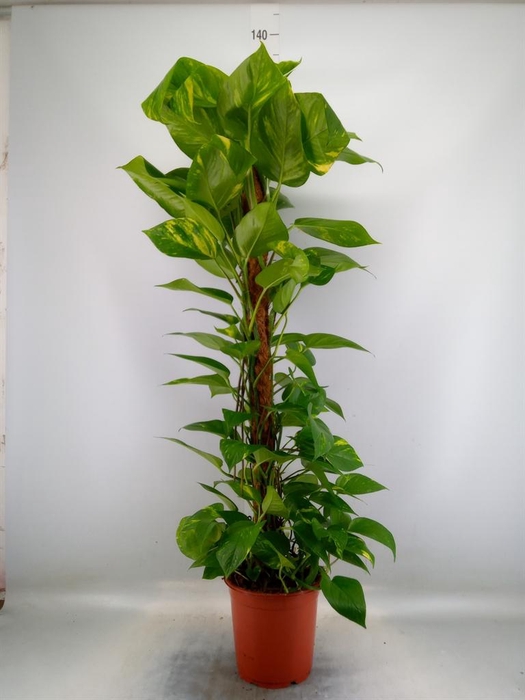 <h4>Epipremnum pinn.   ...moss stick</h4>