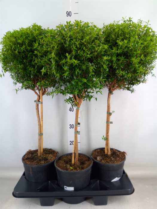 <h4>Myrtus communis</h4>