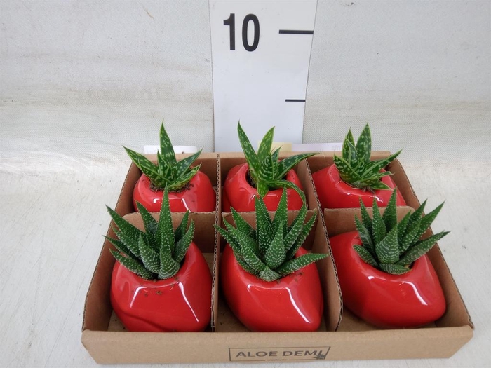 <h4>Succulents   ...</h4>