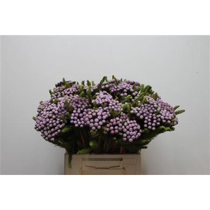 Kaaps Brunia Albiflora M Orchid