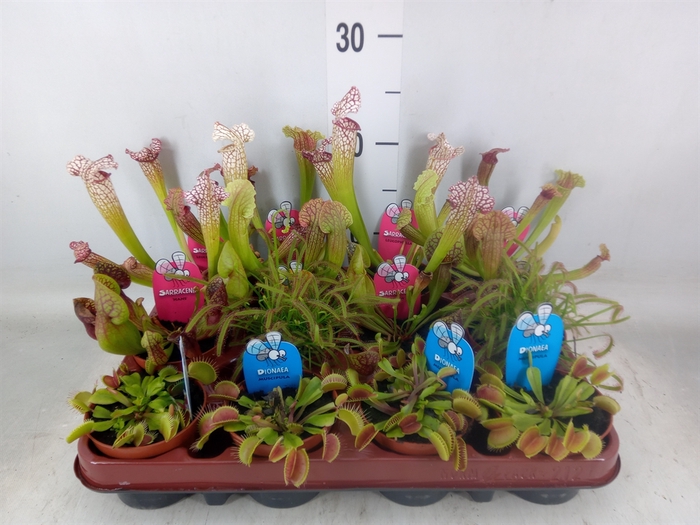 <h4>Vleesetende planten</h4>