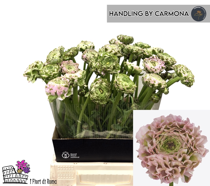 <h4>RAN PON PON CANDY</h4>