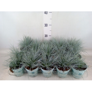Festuca glauca 'Compacta Blue'