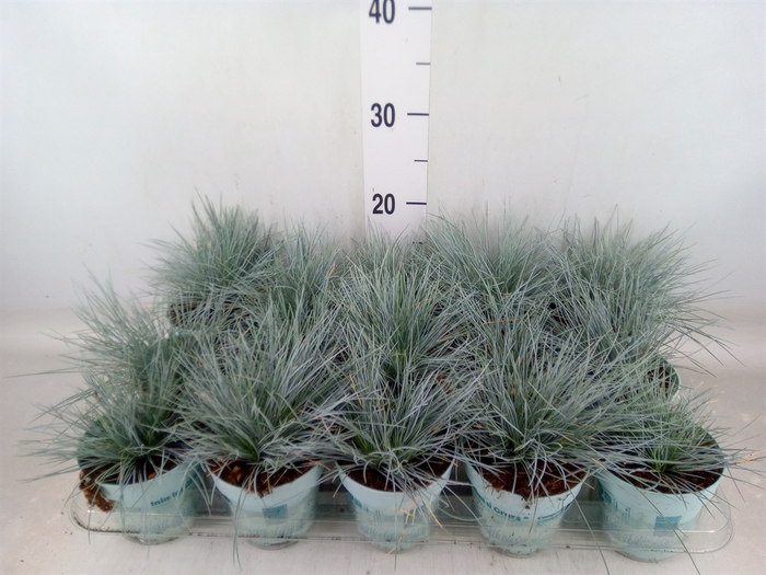 <h4>Festuca glauca 'Compacta Blue'</h4>