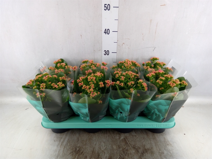 <h4>Kalanchoe blos. 'Shadow'</h4>