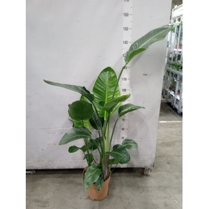 Strelitzia nicolai