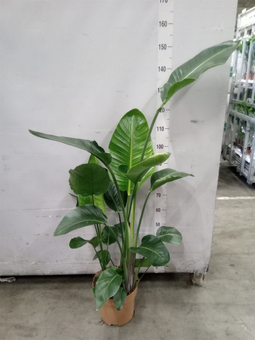 <h4>Strelitzia nicolai</h4>