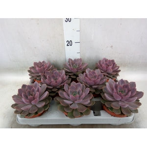 Echeveria   ...
