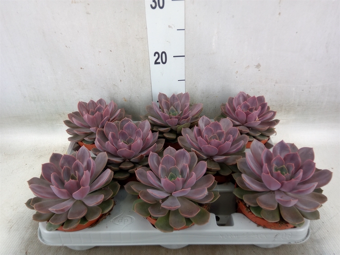 <h4>Echeveria   ...</h4>
