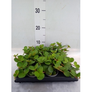 Peperomia