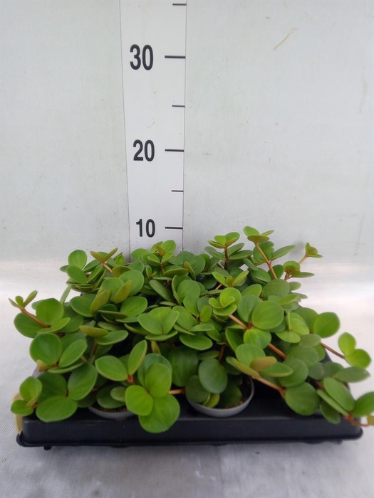 <h4>Peperomia</h4>