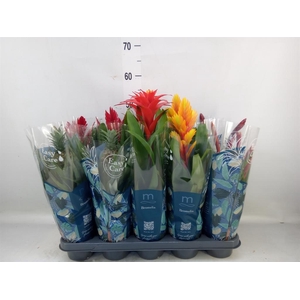 Bromelia   ...mix