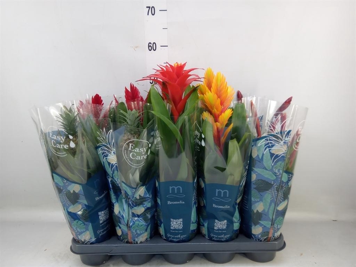 <h4>Bromelia   ...mix</h4>