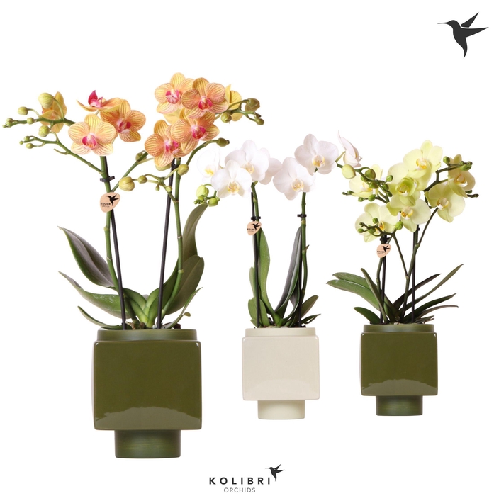 <h4>Kolibri Orchids Phalaenopsis mix 2 spike in Cube pot green</h4>