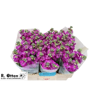 MATTH STOX DEEP ROSE