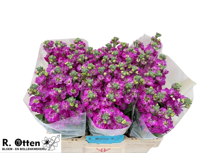 MATTH STOX DEEP ROSE