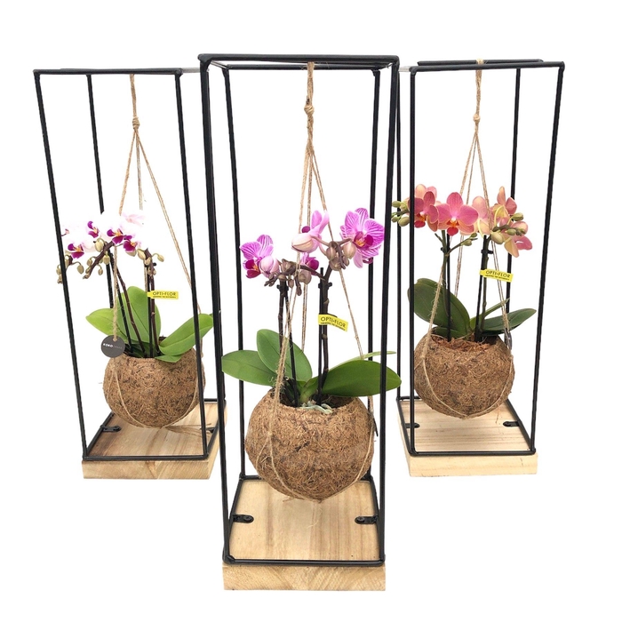 <h4>ARR ORCHIDEE</h4>
