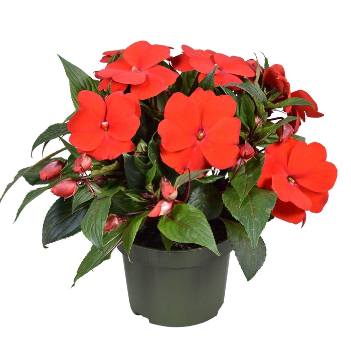 <h4>Impatiens New Guinea ROOD</h4>