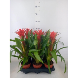 Guzmania  'Ostara'