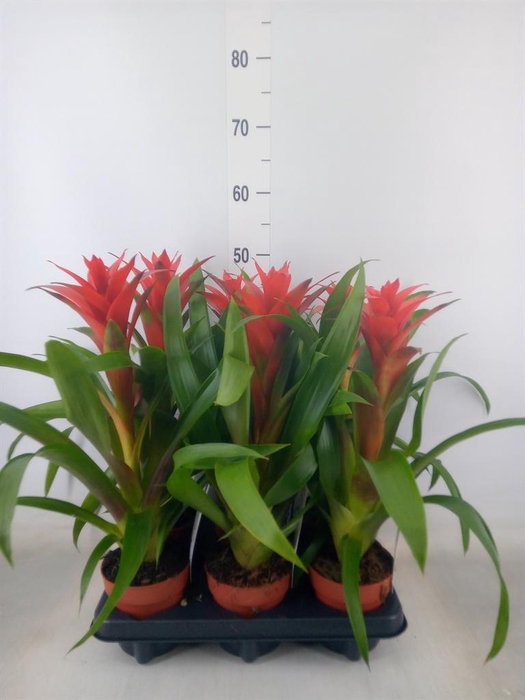 <h4>Guzmania  'Ostara'</h4>