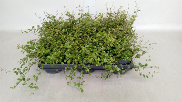 <h4>Muehlenbeckia com. 'Mao'ri'</h4>