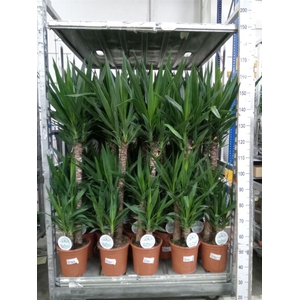 Yucca
