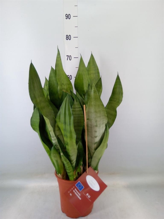 <h4>Sansevieria trifa. 'Moonshine'</h4>