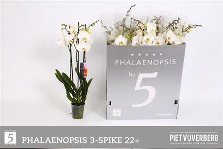 <h4>Phal Ov Wit 3 Tak</h4>