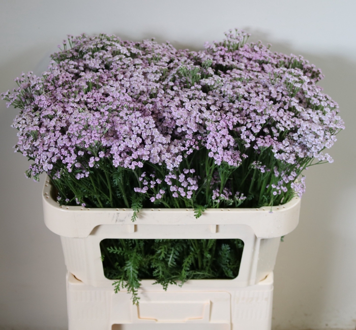 <h4>ACHIL M LILAC BEAUTY</h4>