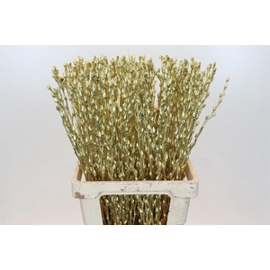 Salix Caprea Snow Flake P. Gold