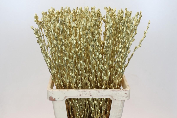 <h4>Salix Caprea Snow Flake P. Gold</h4>