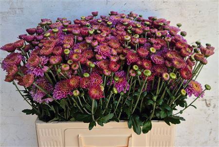 <h4>CHR T GOMPIE BLENDA PURPER</h4>